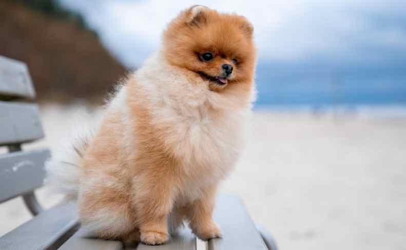 Tedy Poodle